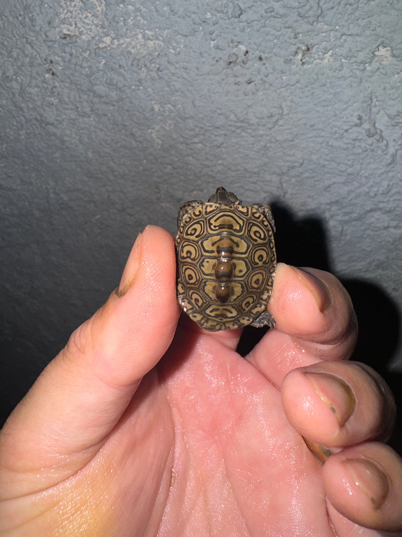 Hi White Concentric Diamondback Terrapin 2024