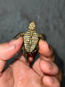 Hi White Concentric Diamondback Terrapin 2023
