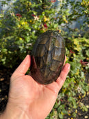 Scorpion Mud Turtle Adult Pair