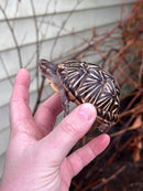 HI YELLOW Florida Box Turtle