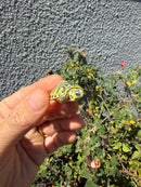 Pastel Clown Yellow Bellied Turtle 2026