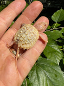 Paradox Albino Common Snapping Turtle