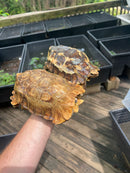 Homes Hinge-back Tortoise Adult Pair