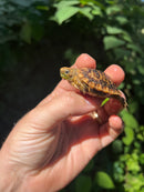 Pancake Tortoise Baby