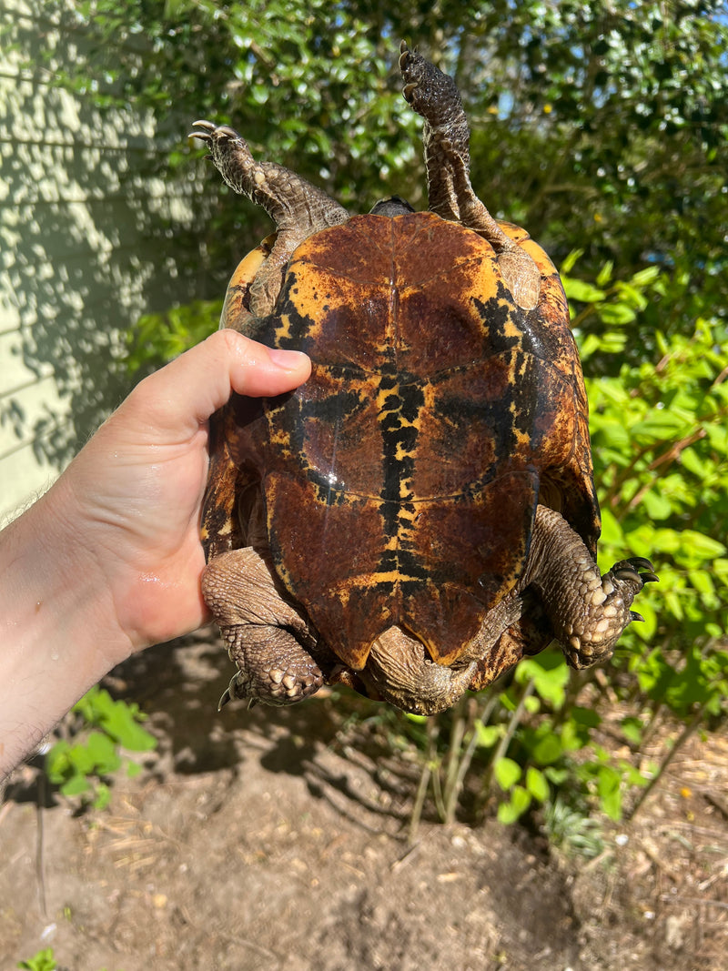 Spiny Hill Turtle Adult Male