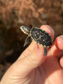 HI YELLOW Florida Box Turtle Baby