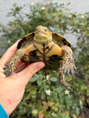 Spanish Pond Turtle Adult Pair