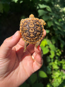 Pancake Tortoise Baby