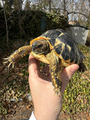 Western Hermann's Tortoise Adult Female