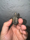 Hi White Concentric Diamondback Terrapin 2024