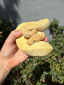 Banana Ball Python Mixed Morph Female