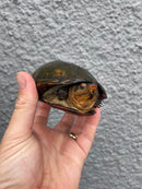 Red Cheeked Mud Turtle Adult Trio