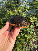 Scorpion Mud Turtle Adult Pair