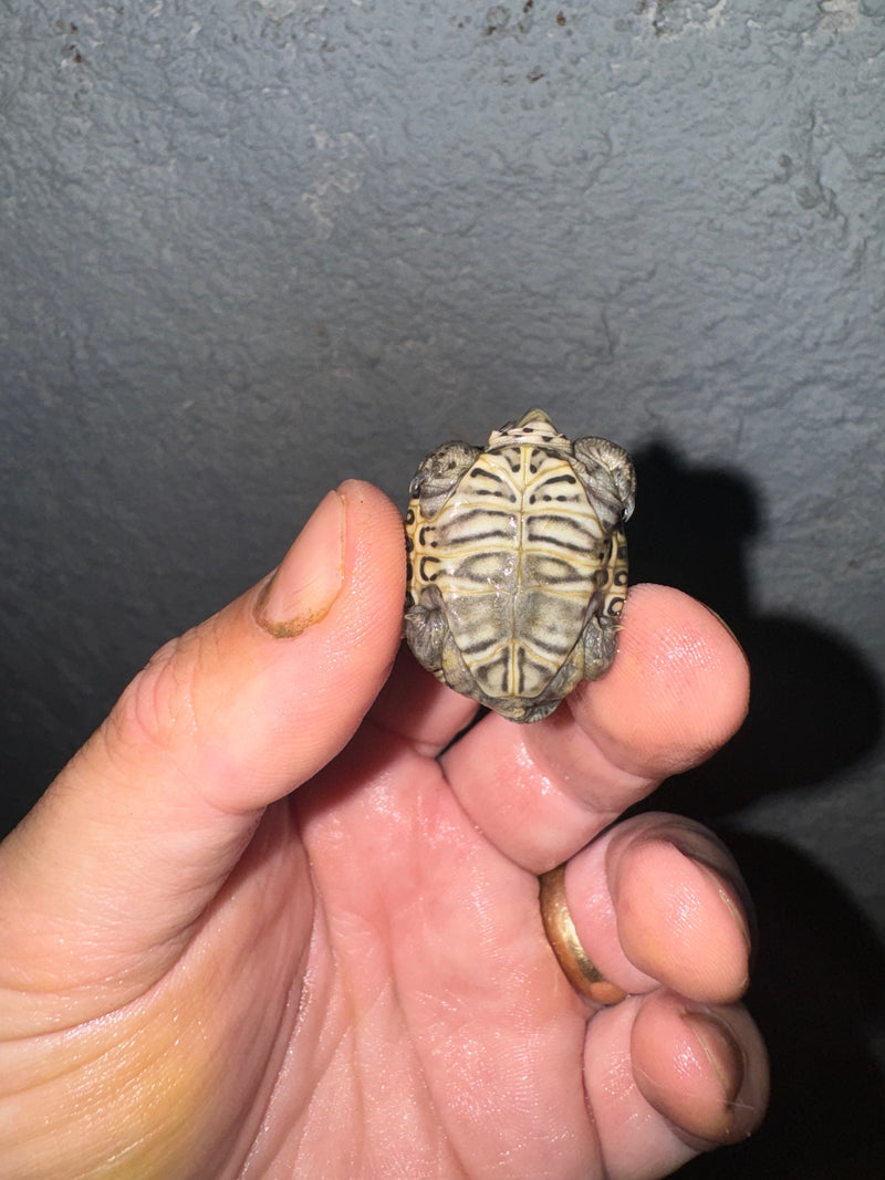 Hi White Concentric Diamondback Terrapin 2024