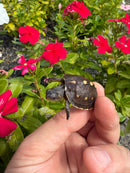 Hi Color Yellow Baby Eastern Box Turtle
