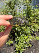 Florida Red Bellied Turtle X Peacock Slider