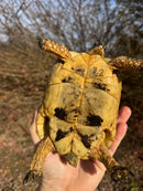 Libyan Greek Tortoise Adult Female