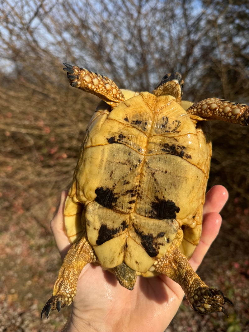 Libyan Greek Tortoise Adult Female