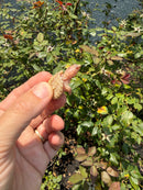 Albino Florida Snapping Turtle 2026