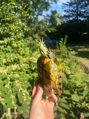 Pastel Clown Red Eared Slider Turtle Breeder Male