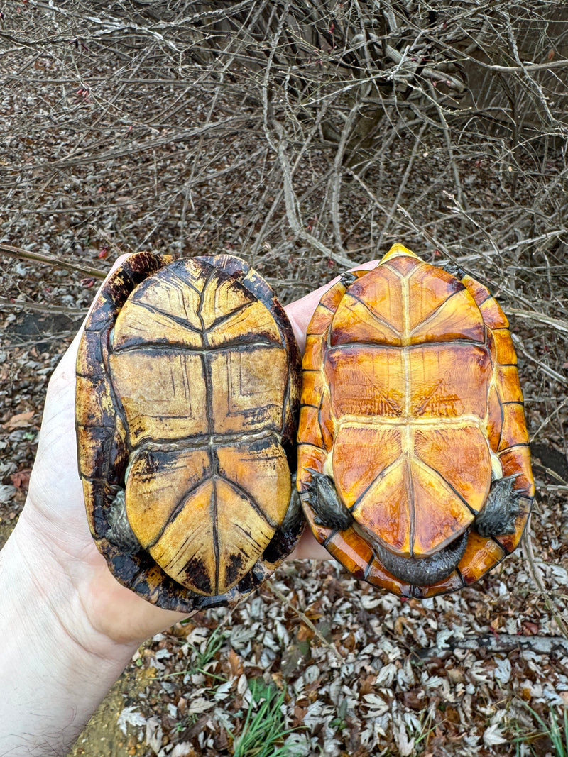 White Lipped Mud Turtle Adult Pair