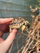 Leopard Tortoise 2024