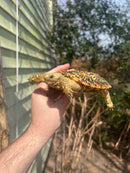 HI White Pancake Tortoise Adult Female