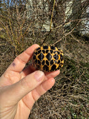 Burmese Star Tortoise 2024