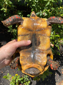 Red Foot Tortoise Adult Male