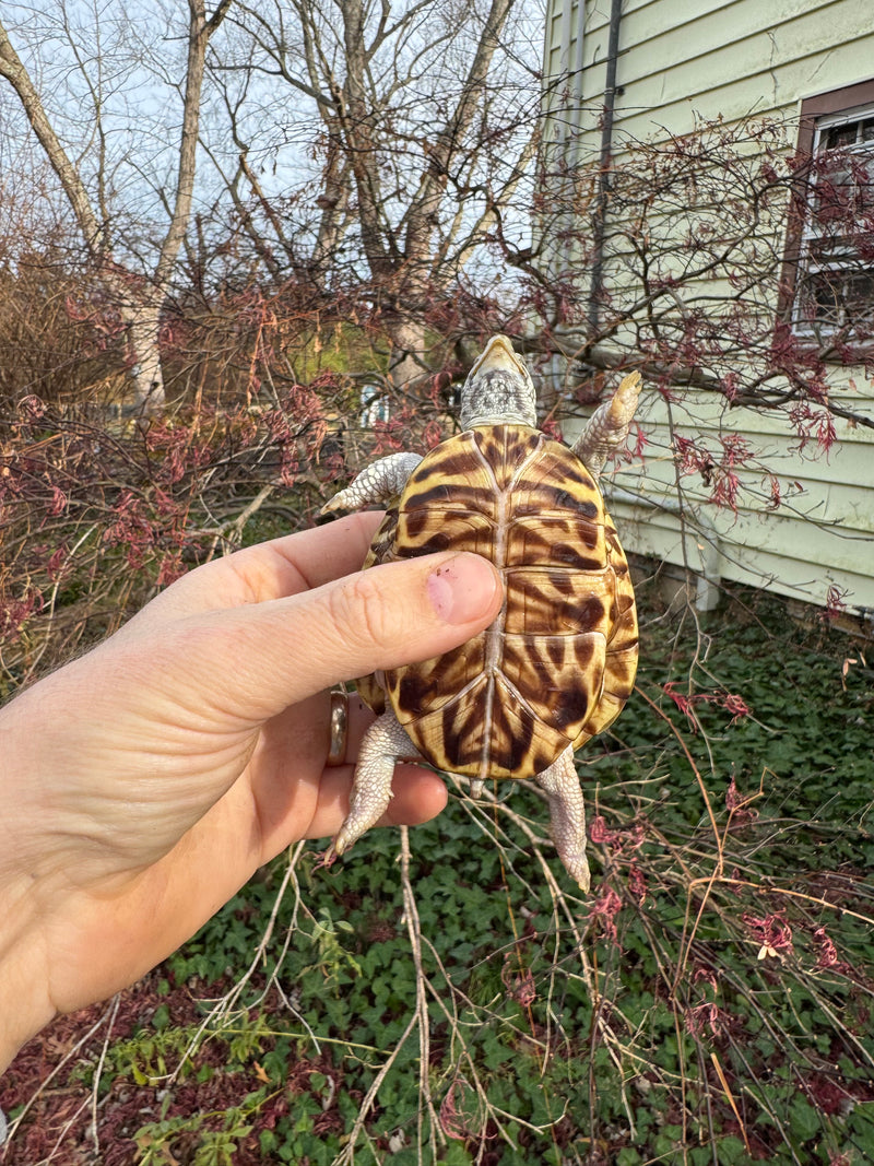 Desert Box Turtle Adult Female CB
