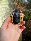 Golden Coin Box Turtle 2023