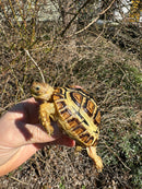 HI WHITE Leopard Tortoise 2024