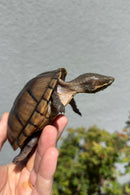 Fancy Common Musk Turtle Adults Female