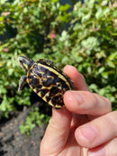 HI YELLOW Florida Box Turtle