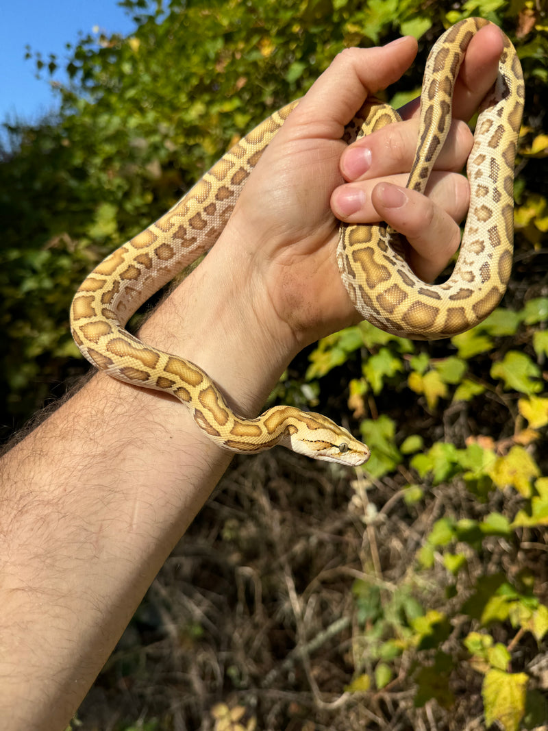 Hypo Burmese Python Male