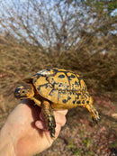 Libyan Greek Tortoise Adult Male