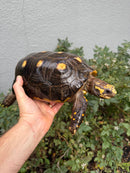 Red Foot Tortoise Adult Female