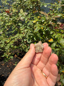 Albino Florida Snapping Turtle 2026