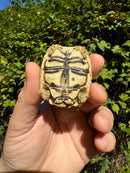 Leopard Tortoise 2024