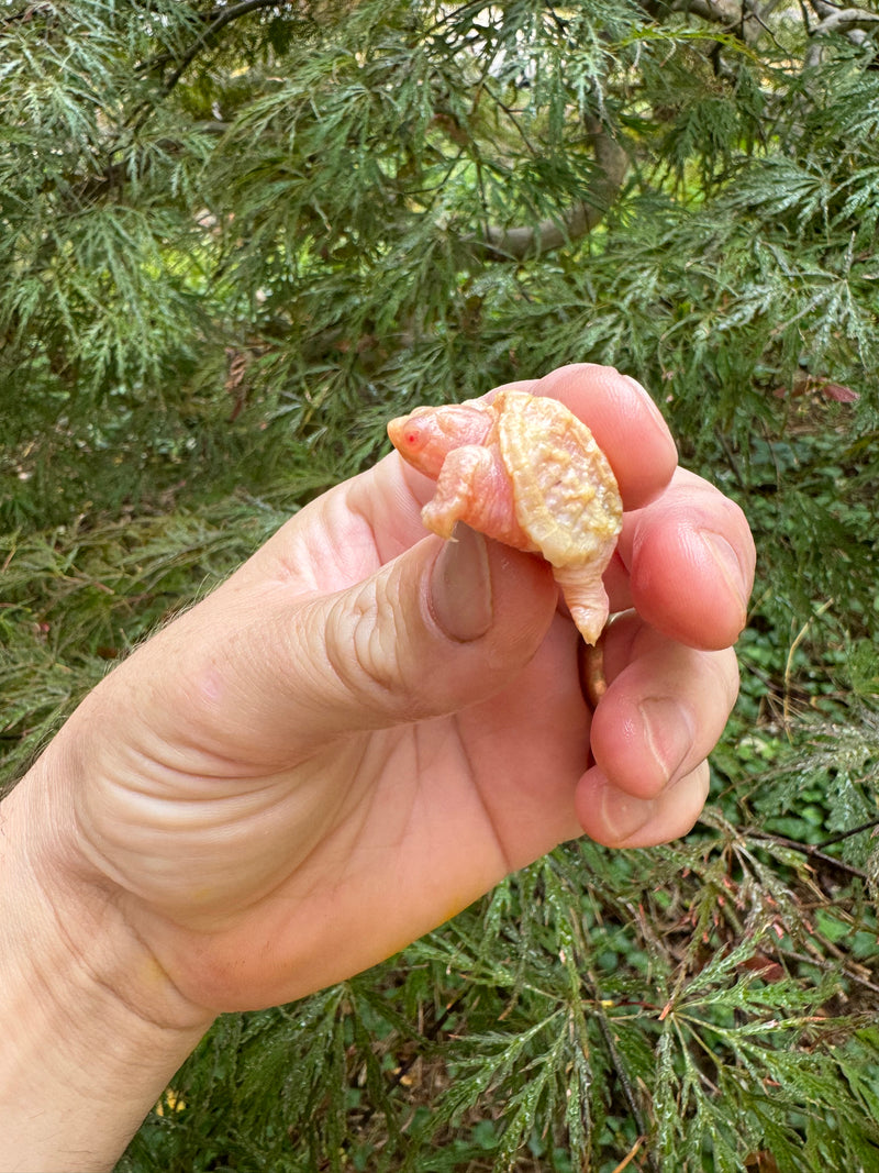 Baby Albino Common Snapping Turtle (DWARF) (Chelydra serpentina)