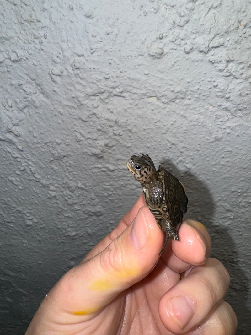 Hi White Concentric Diamondback Terrapin 2024