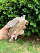 "Paradox" Fly River Turtle Juvenile (Carettochelys insculpta)