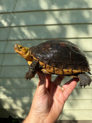 Chinese Box Turtle Adult Pair (Cuora flavomarginata)