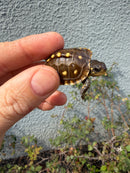 Hi Color Eastern Box Turtle Baby