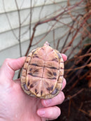 HI YELLOW Florida Box Turtle