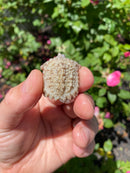 Albino Florida Snapping Turtle 2026
