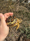 HI WHITE Leopard Tortoise 2024
