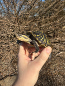 Florida Box Turtle Adult Female