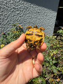 Sri Lankan Star Tortoise