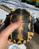 Mekong Snail-eating Turtle Adults (Malayemys subtrijuga)